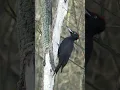Download Lagu Woodpecker Pecking ASMR 🙀