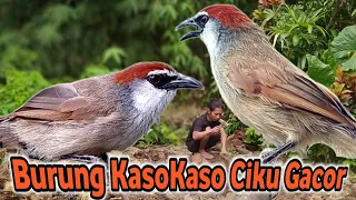 pasti langsung nyaut denger suara burung kaso kaso ciku gacor