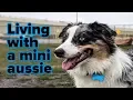 Living with a 1 year old Mini Aussie