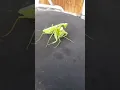 Lagu MATING MANTIS #asmr #satisfying #insects #shorts
