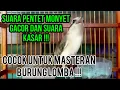 Download Lagu Suara Pentet Monyet Gacor dan Kasar ‼️