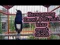 Download Lagu Kacer ngeplong merangsang emosi dan birahi kacer lain agar cepat gacor
