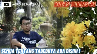 a complete discussion of all about the tabebuya tree agro sejahtera