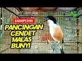 Lagu MASTERAN CENDET GACOR FULL ISIAN COCOK BUAT PANCINGAN CENDET BISU MALAS BUNYI