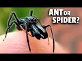 Lagu Spiders are Turning into Ants - But at What Cost?