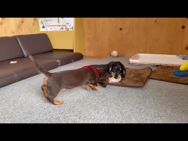 動画