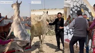تحديث عن حالة الحصان العربى رضا والفرس المرضعة حرانية ومهرها الرضيع دندنها