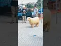 SHAUN THE SHEEP IN REAL LIFE #shorts #viral