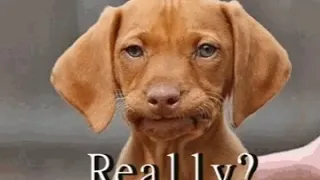 The really dog gif