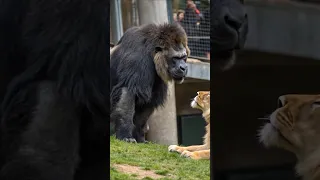 نتيجة تزاوج الغوريلا مع الأسد الغوريلاون 