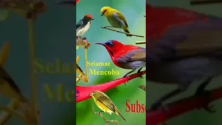 suara pikat burung kecil