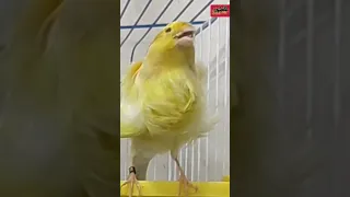 كناري مفتل برزيان 