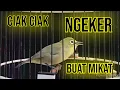kecial kuning ciak ciak ngeker | ampuh jadi pikatan di alam liar
