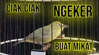 kecial kuning ciak ciak ngeker ampuh jadi pikatan di alam liar