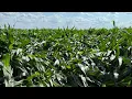 Download Lagu Straight-line Winds Flatten Corn And Make A Mess Of The Farm