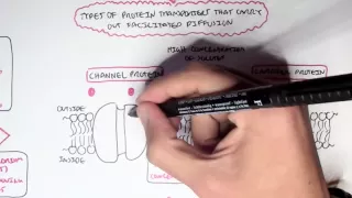 Passive Diffusion - Simple and Facilitated