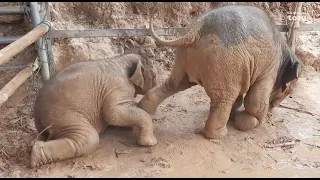 Baby Elephant Junior's Fun Mud Bath & Spa Day! - Thai Elephant Story