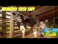 Lagu MEMERAH SUSU SAPI I PETERNAKAN I ON THE FARM KIDS KNOWLEDGE