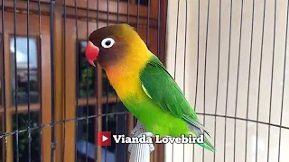 lb fighter ngekek panjang durasi mantab putar saja lovebirdmu dijamin pasti langsung panas nyaut