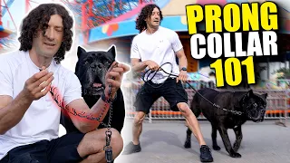 Prong Collar 101: Control Reactivity In Your Cane Corso