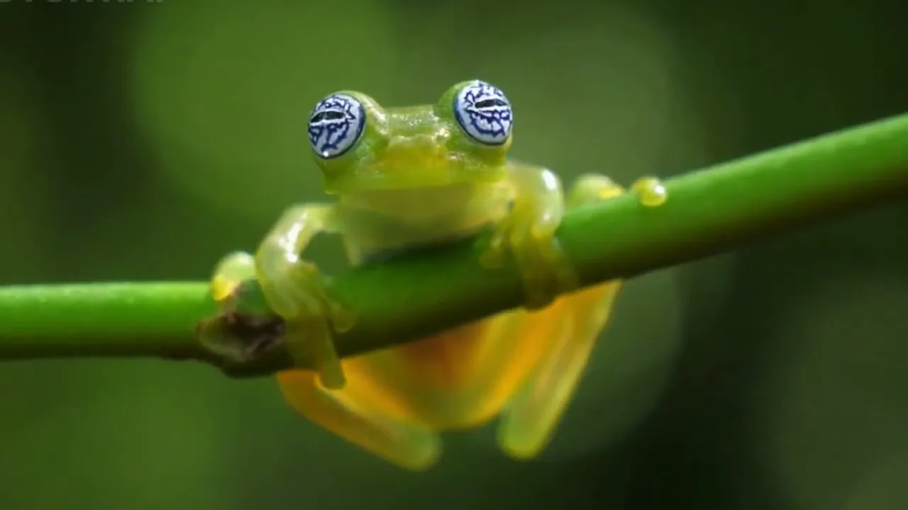 Frogs