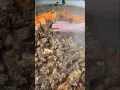 Download Lagu 100KG Kabuli Pulao - The Ultimate Afghan Feast!