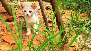 mock battle of the neko family
