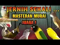 Download Lagu MASTERAN MURAI BATU LENGKAP ROLL TEMBAK SUARA JERNIH MATERI PANJANG PANJANG MEWAH