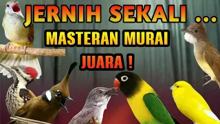 masteran murai batu lengkap roll tembak suara jernih materi panjang panjang mewah
