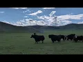 Download Lagu Savannah Running Around Yak in Mongolia