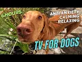 Download Lagu 6 Hours Ultimate Dog TV Relaxation \u0026 Happiness  🐶🎵 Calming Music for Dogs! #dogtv