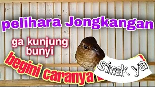 Download TIPS MERAWAT BURUNG JONGKANGAN AGAR CEPAT GACOR MP3