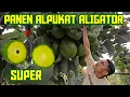 Download Lagu 🌳🌳 PANEN ALPUKAT ALIGATOR JUMBO GLOWING 🥑🥑