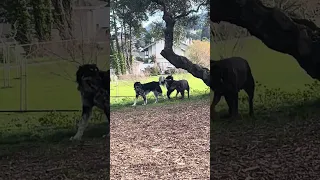 #fyp #vlog #doberman #pets #dream