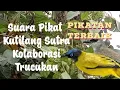 Lagu pikat kutilang sutra kolaborasi trucukan