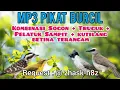 Download Lagu MP3 PIKAT BURCIL KOMBINASI SOGON + TRUCUK + PELATUK + KUTILANG BETINA  TERANCAM