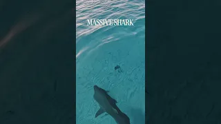 HUGE SHARK below our boat!! #shark #tigershark #sailboat #fishing