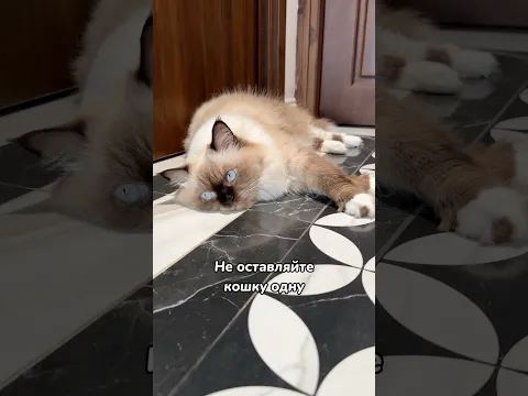 Не оставляйте кошку одну 💔