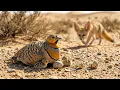 Sandgrouse 120 Days From Egg to Survival in the Desert