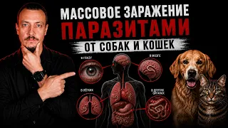 Массовое заражение паразитами от собак и кошек