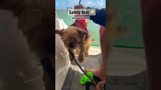 Safety or balance ? You tell me Bobby : I hate you guys 😱 #boat dog #sailingwithdogs #sailing #dog