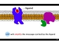 Receptors Signal Transduction and Phosphorylation Cascade