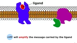 Receptors Signal Transduction and Phosphorylation Cascade