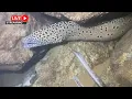 Download Lagu LIVE🔴-Diving under the sea to catch eels, crabs and sea cucumbers | P12