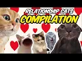 CAT MEMES RELATIONSHIP COMPILATION PART 1