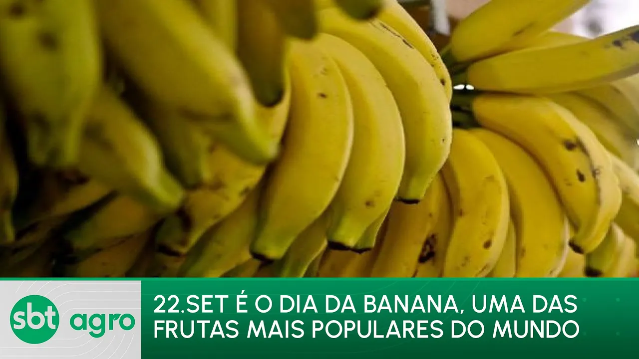 SBT AGRO 22/09/2023: 22 de setembro, comemora-se o Dia da Banana