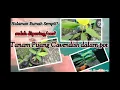 Download Lagu menanam pisang cavendish dalam pot