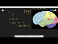 area V4 and visual processing