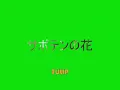 Tulip - サボテンの花