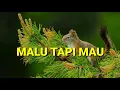 Download Lagu New Gvme x 812 Gang - Malu Tapi Mau (Official Audio)